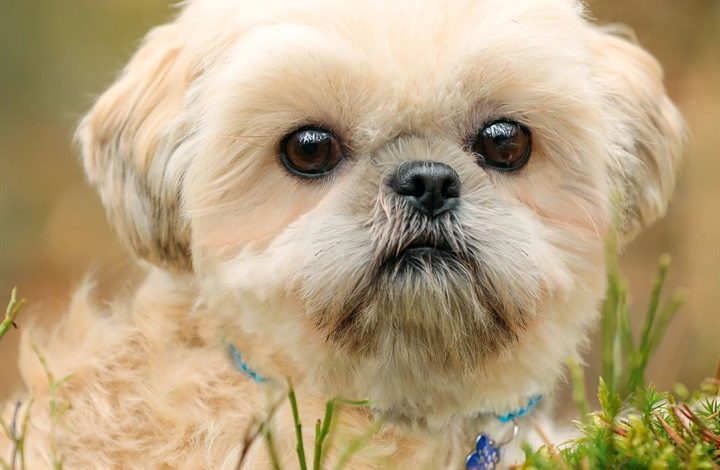 Shih Tzu Calendar 2027
