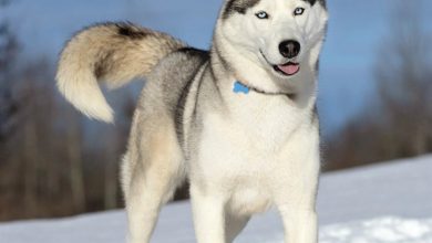 Siberian Husky Calendar 2027