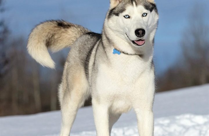 Siberian Husky Calendar 2027