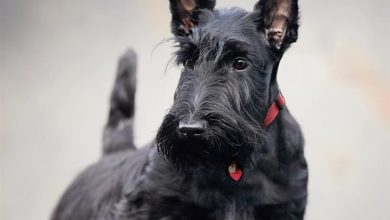 Scottish Terrier Calendar 2027