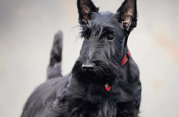 Scottish Terrier Calendar 2027