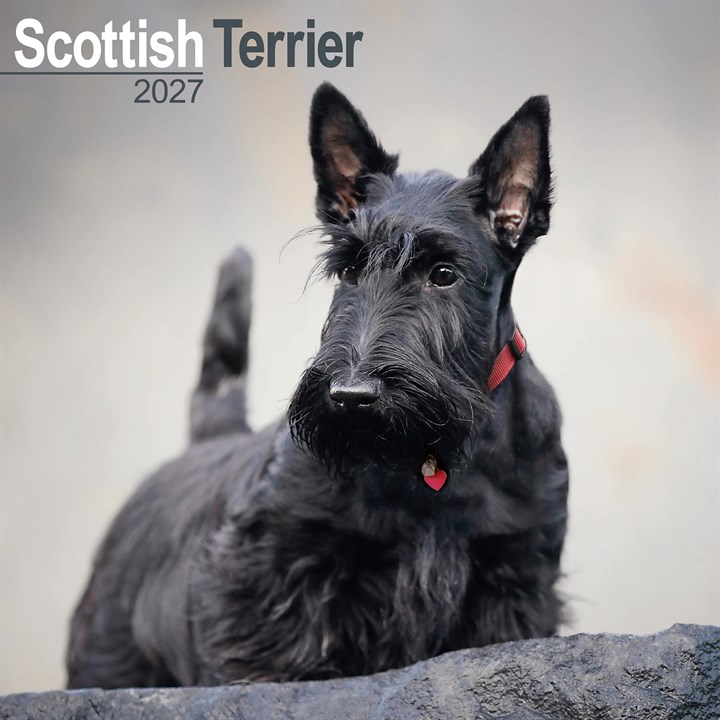 Scottish Terrier Calendar 2027