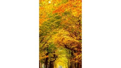Seasons Slim Calendar 2027