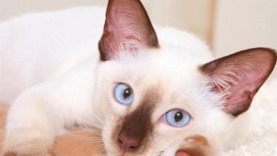 Siamese Cats Calendar 2027