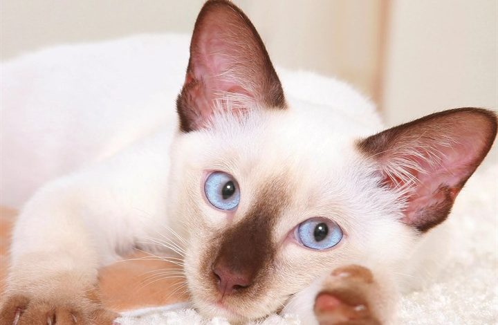Siamese Cats Calendar 2027