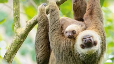 Sloths Calendar 2027