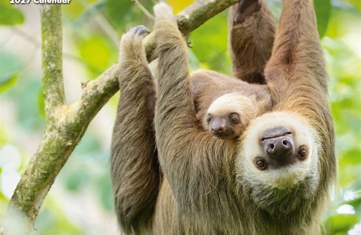 Sloths Calendar 2027