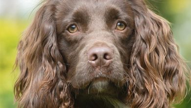 Sprocker Spaniel Calendar 2027