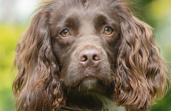Sprocker Spaniel Calendar 2027