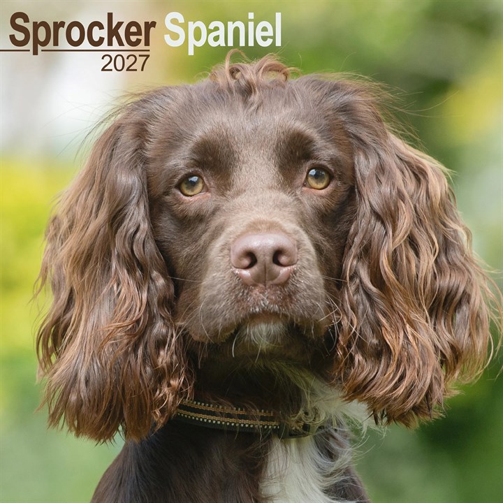 Sprocker Spaniel Calendar 2027