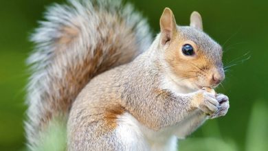 Squirrels Calendar 2027