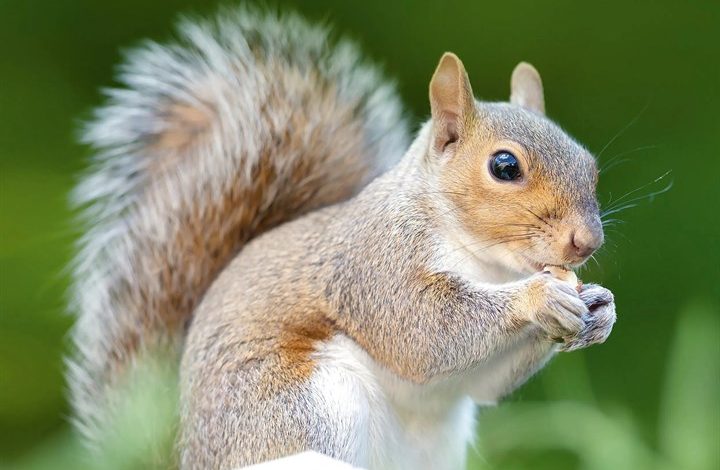 Squirrels Calendar 2027