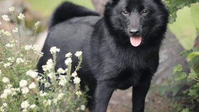 Schipperke Calendar 2027