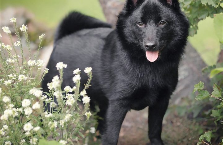 Schipperke Calendar 2027