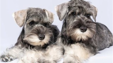 Schnauzer Puppies Mini Calendar 2027