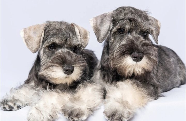 Schnauzer Puppies Mini Calendar 2027