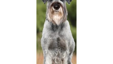 Schnauzer Slim Calendar 2027