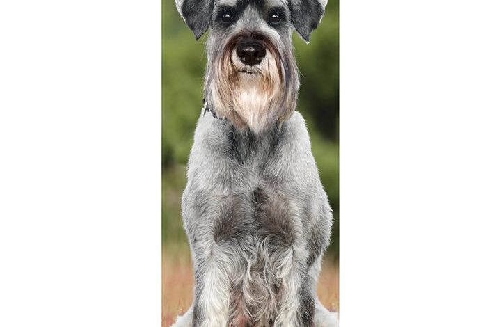 Schnauzer Slim Calendar 2027