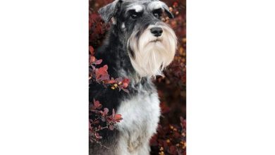 Miniature Schnauzer Slim Calendar 2027