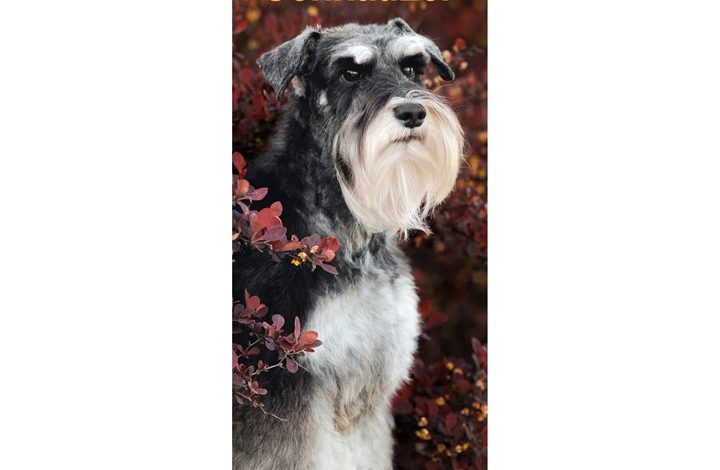 Miniature Schnauzer Slim Calendar 2027