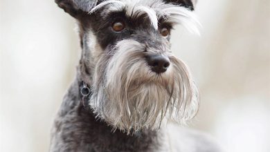 Miniature Schnauzer Calendar 2027