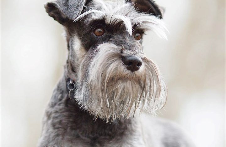 Miniature Schnauzer Calendar 2027