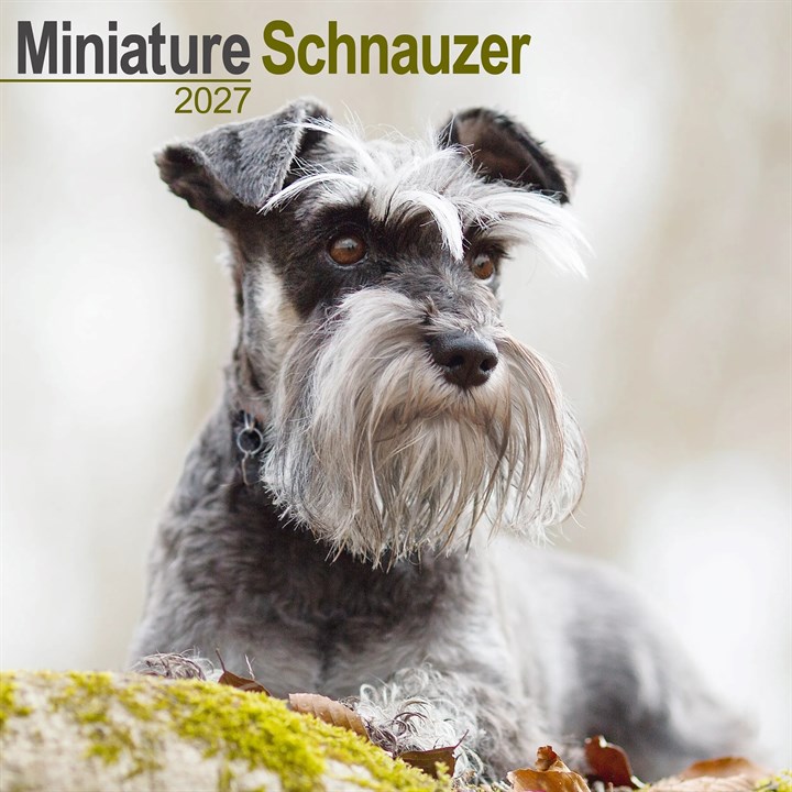 Miniature Schnauzer Calendar 2027