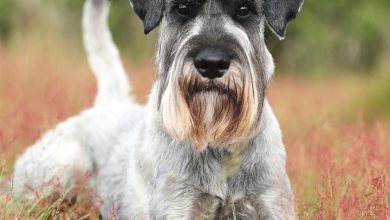 Schnauzer Calendar 2027