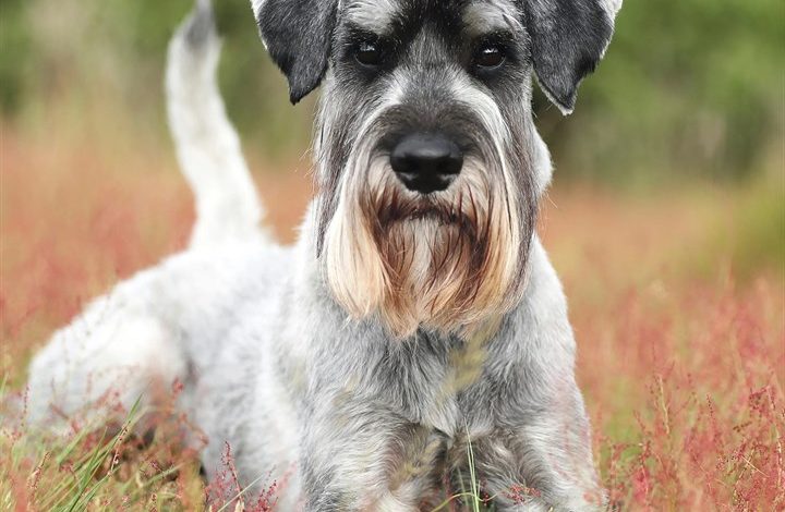 Schnauzer Calendar 2027