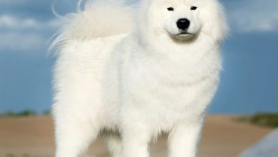 Samoyed Calendar 2027