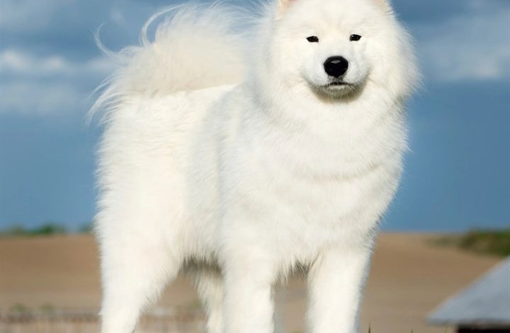 Samoyed Calendar 2027