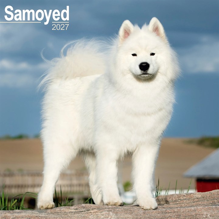 Samoyed Calendar 2027