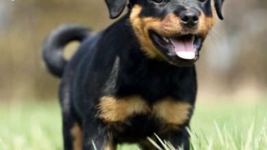 Rottweiler Puppies Calendar 2027