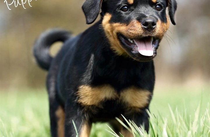 Rottweiler Puppies Calendar 2027