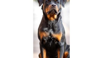 Rottweiler Slim Calendar 2027