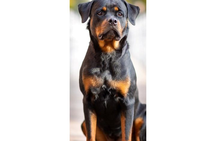 Rottweiler Slim Calendar 2027