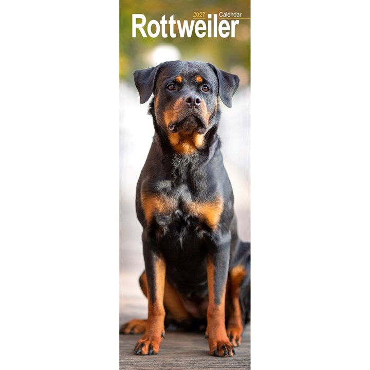 Rottweiler Slim Calendar 2027