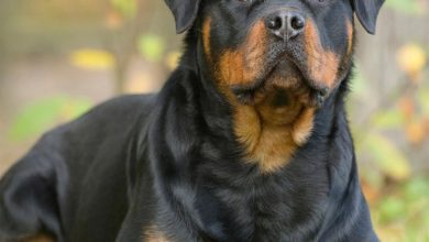 Rottweiler Calendar 2027