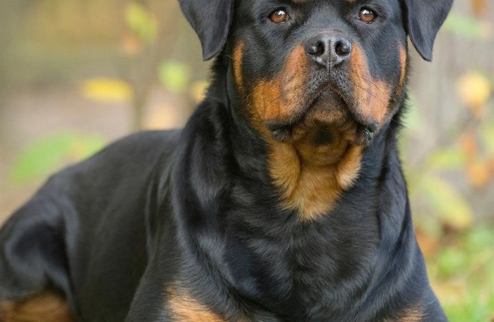 Rottweiler Calendar 2027