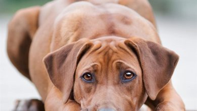 Rhodesian Ridgeback Calendar 2027