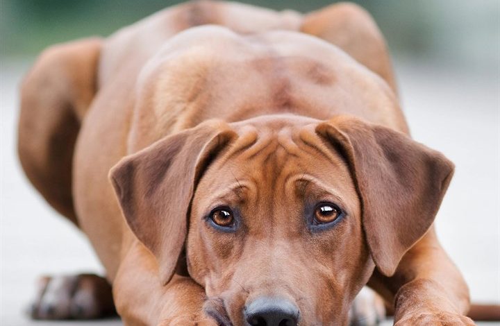 Rhodesian Ridgeback Calendar 2027