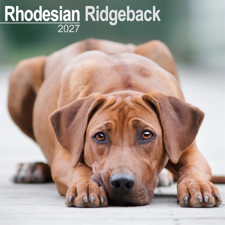Rhodesian Ridgeback Calendar 2027