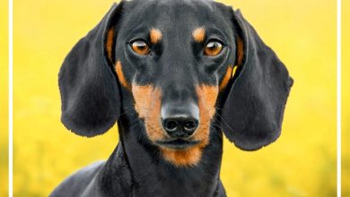 Dachshund Family Organiser 2027