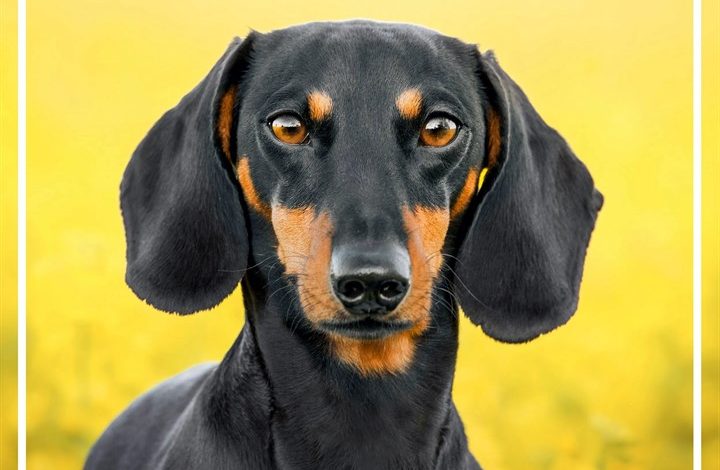 Dachshund Family Organiser 2027