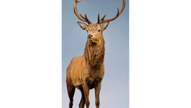 British Wildlife Slim Calendar 2027
