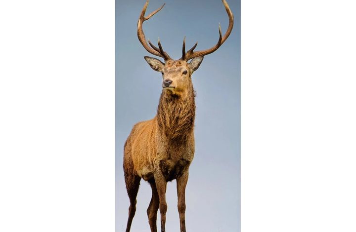 British Wildlife Slim Calendar 2027