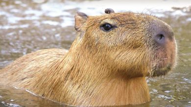 Capybara Calendar 2027