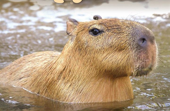 Capybara Calendar 2027