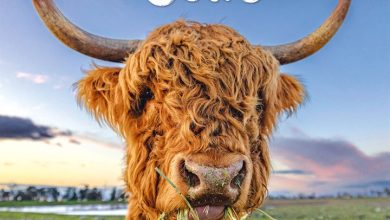Highland Cows Calendar 2027