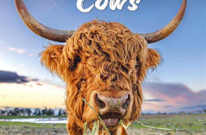 Highland Cows Calendar 2027